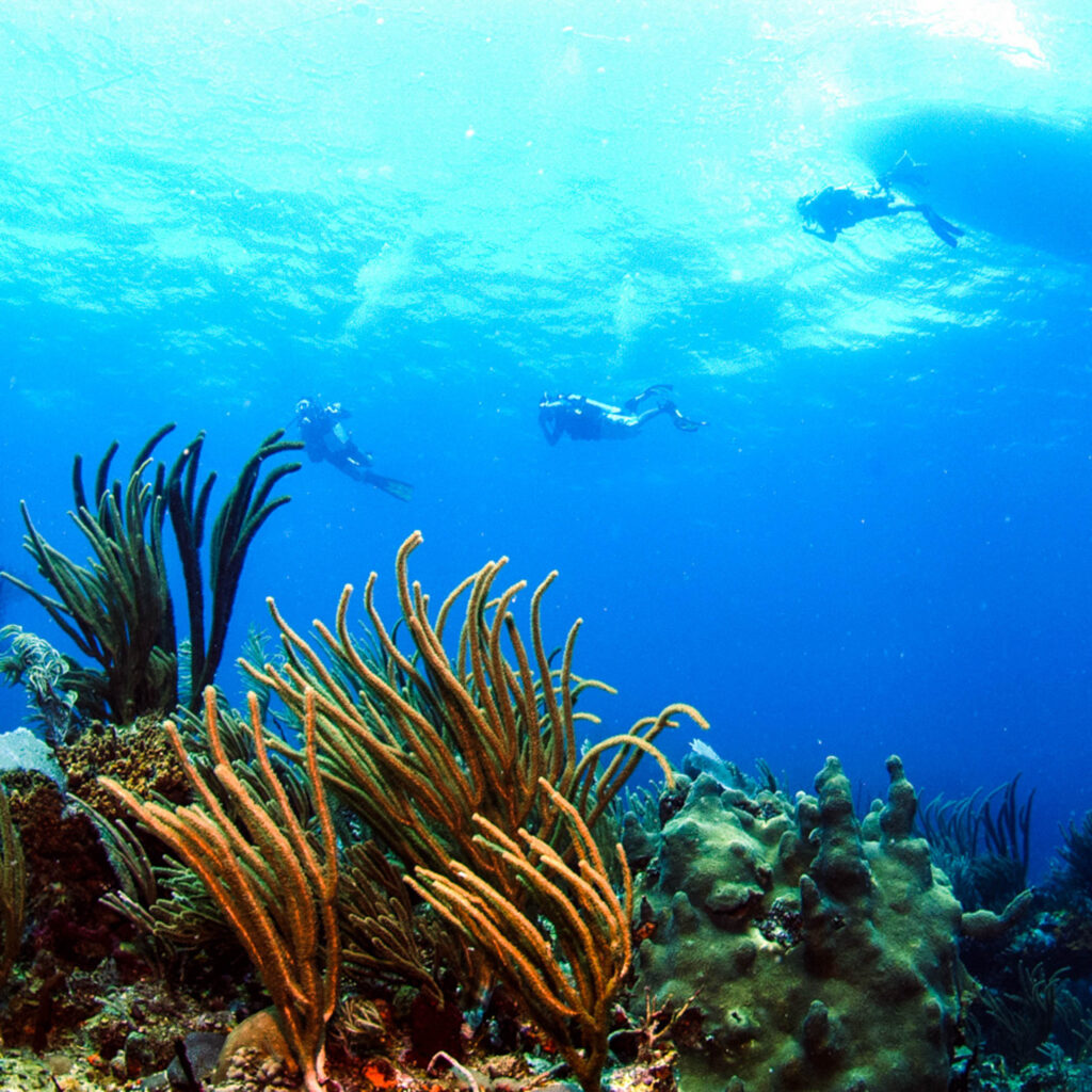 A group of scuba divers in the water.