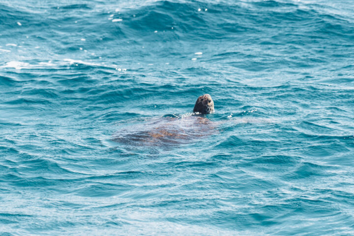 A sea turtle swimming in the ocean.
