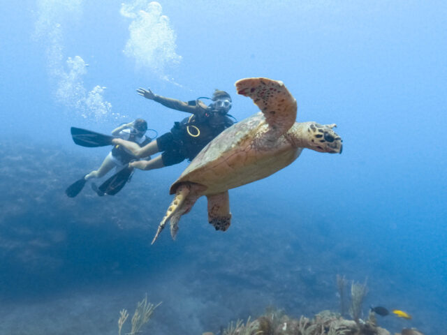 Divers swimming with a sea turtle.