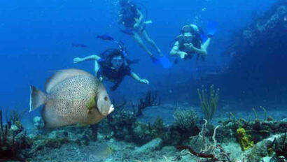 Scuba divers swimming under water.