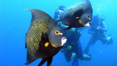 A group of people swimming with fish.