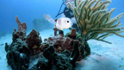 A person in scuba gear swimming under water.