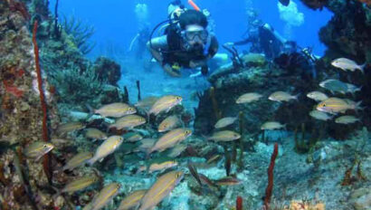 A scuba diver swimming under water with fish.