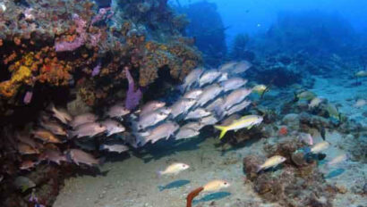 A school of fish swimming in the ocean.