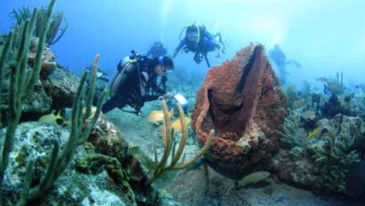 Scuba divers and a giant fish.