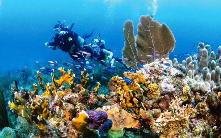 A group of scuba divers on a coral reef.