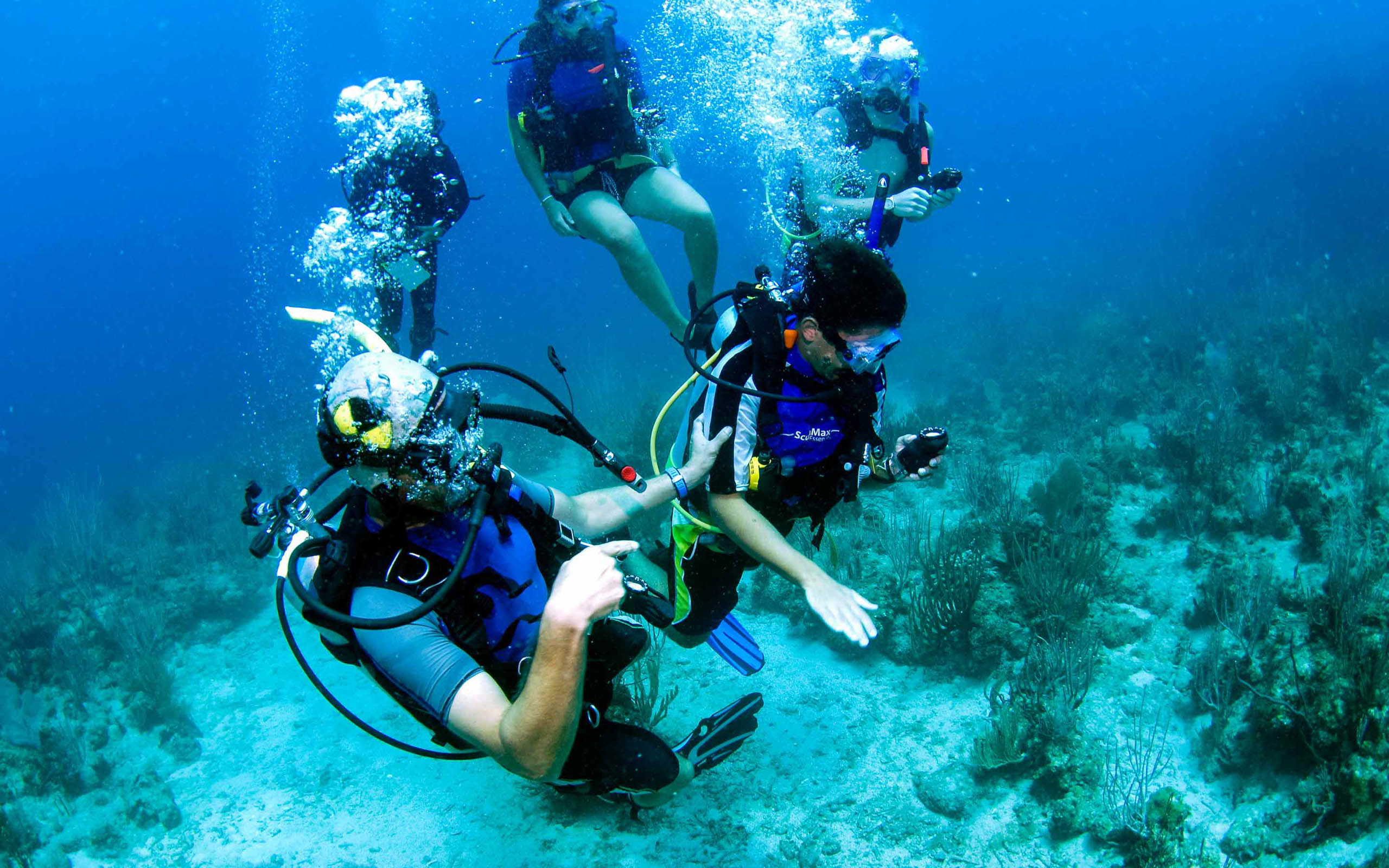 A group of people scuba diving in the ocean.