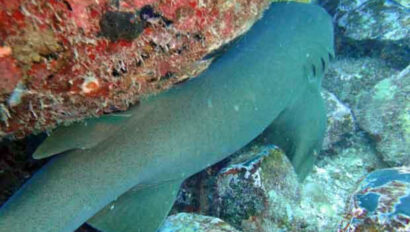 A shark is swimming in the water near some rocks.