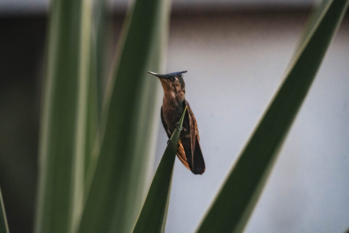 A hummingbird perched on a plant.