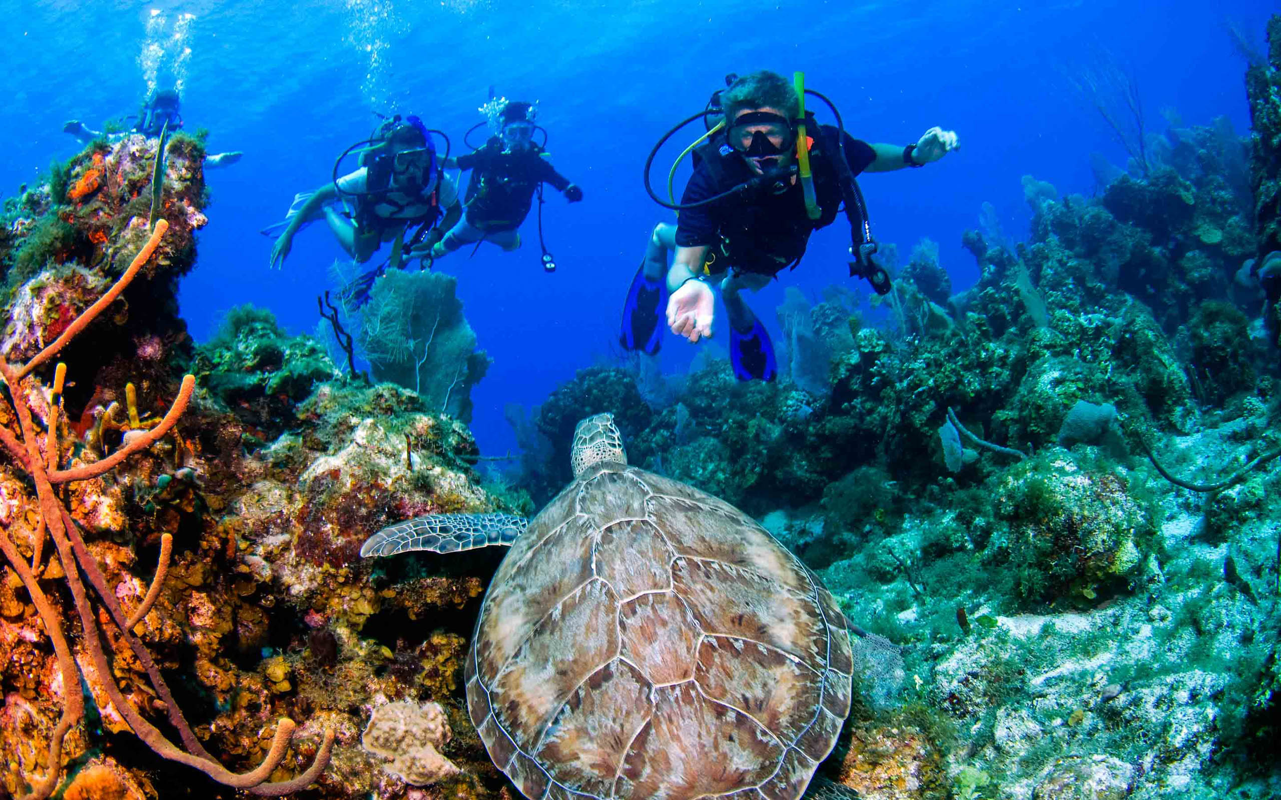 A group of scuba divers and a turtle on a coral reef.